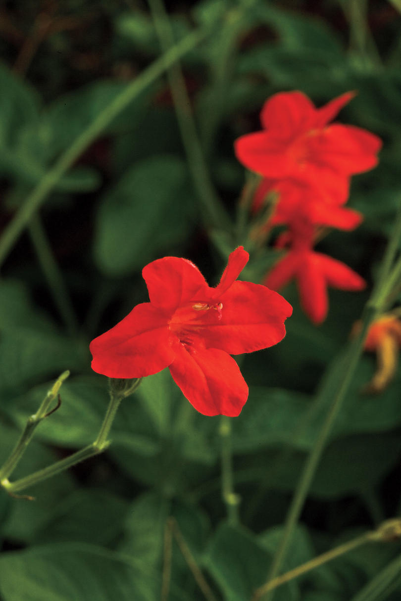 वसंत Garden Flowers: 'Ragin' Cajun' Ruellia