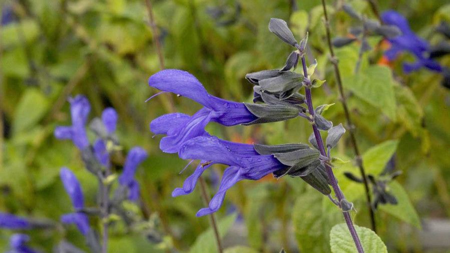 Crno and Blue Salvia