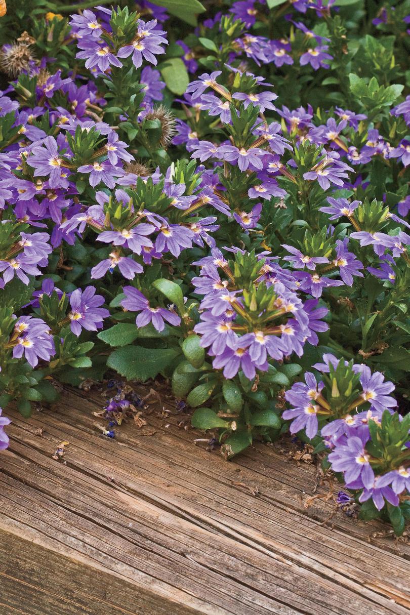 वसंत Garden Flowers: 'Cajun Blue' Scaevola