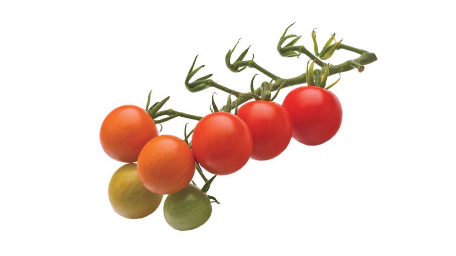 Croissance Tiny, Tasty Tomatoes: ‘Super Sweet 100’