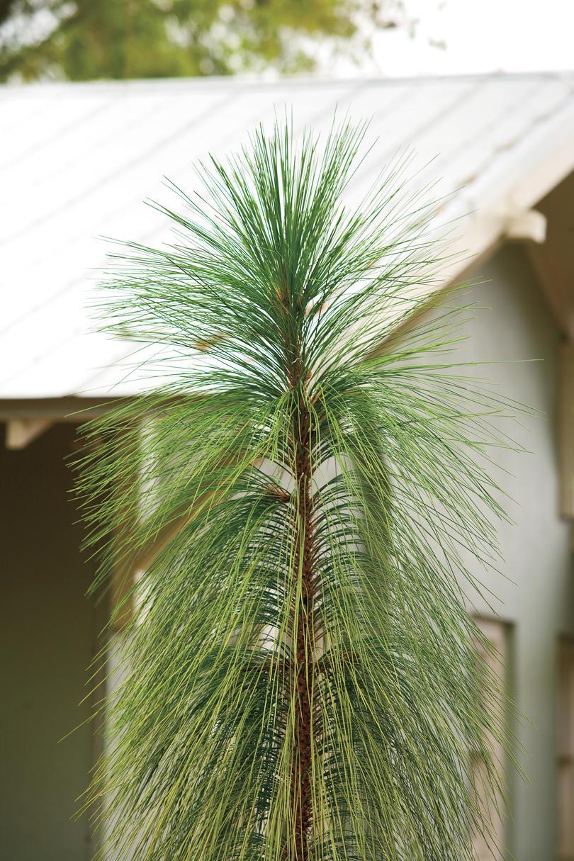 सहनीय सूखा Native Plants: Longleaf pine 