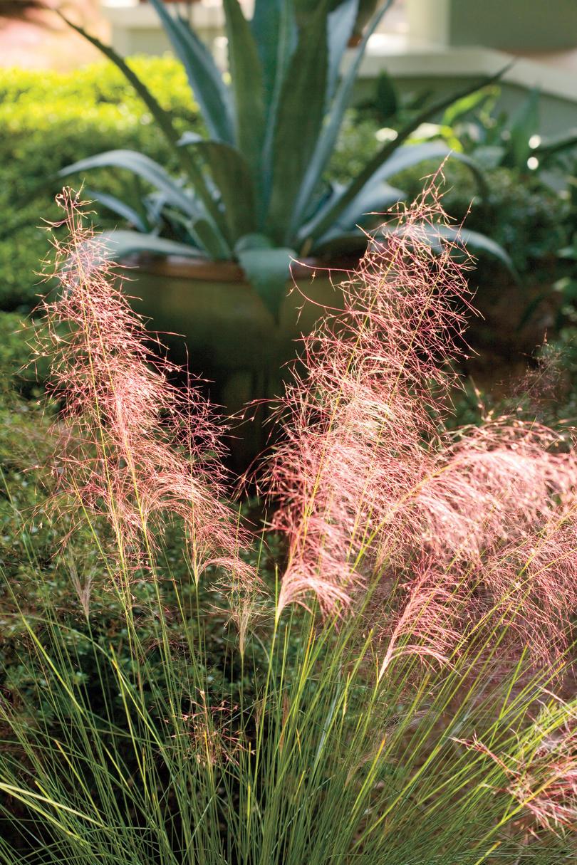 Ανθεκτικότητα στην ξηρασία Native Plants: Pink muhly 