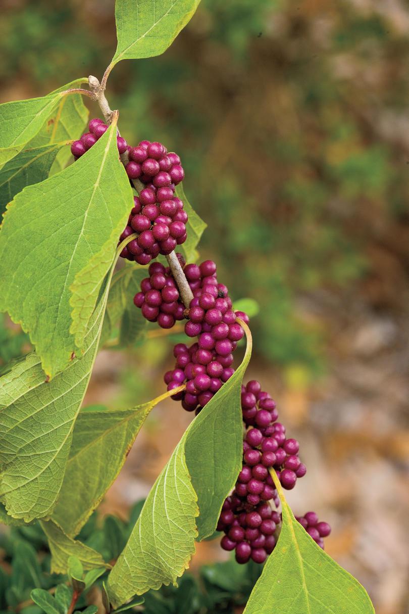 Ανθεκτικότητα στην ξηρασία Native Plants: Beautyberry