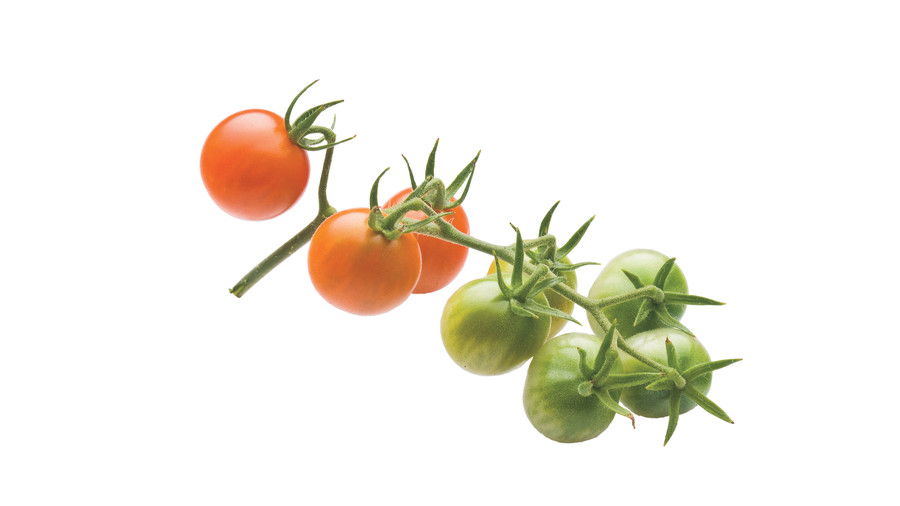 Croissance Tiny, Tasty Tomatoes: ‘Sun Gold’ 