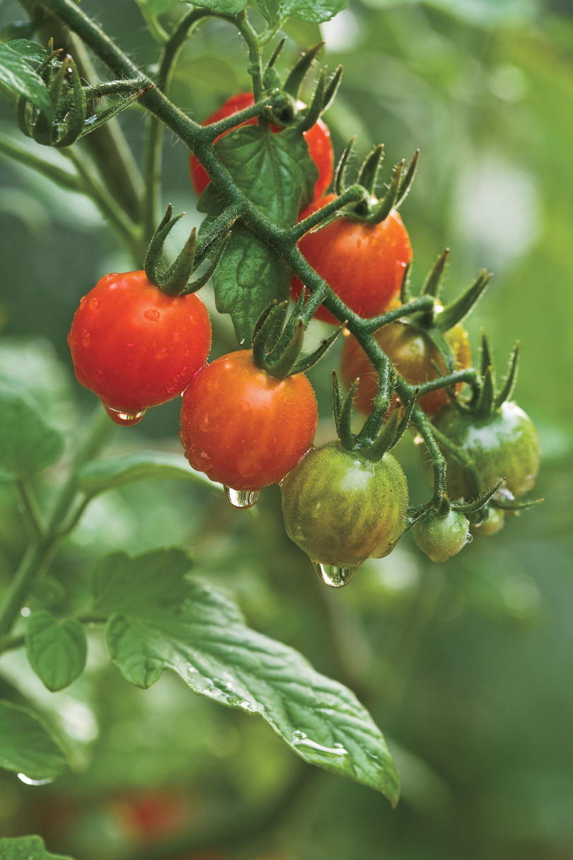 Croissance Tiny, Tasty Tomatoes:Tomato Sources