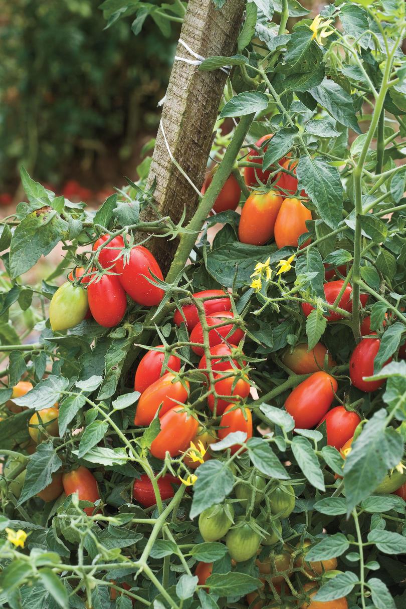 Croissance Tiny, Tasty Tomatoes: The Basics