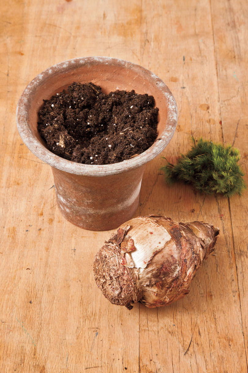 किस तरह to Plant Amaryllis Bulbs: Step 1