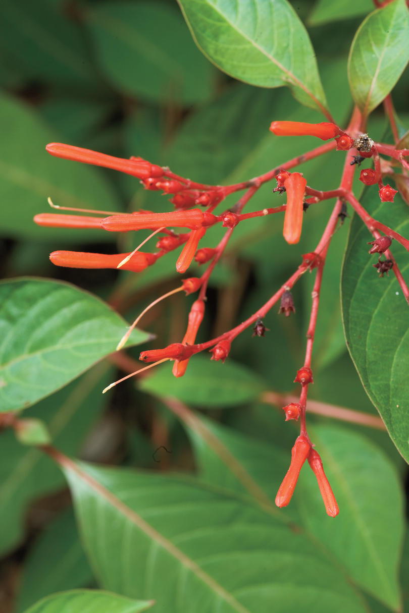 सहनीय सूखा Native Plants: Firebush 