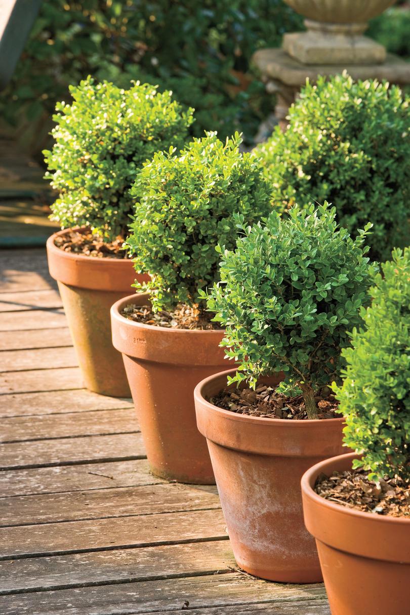 boxwoods are perfect for pots.