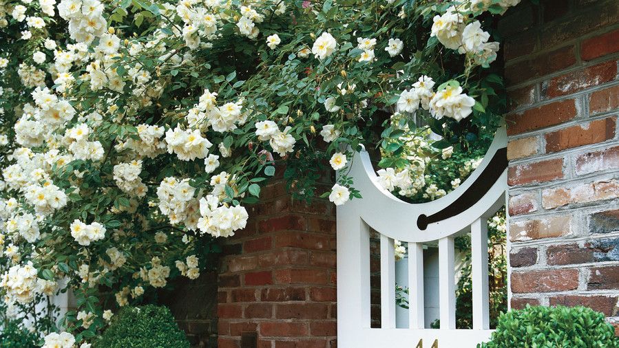 गुलाब का फूल Covered Garden Gate 