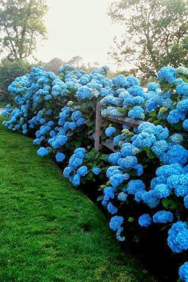 नीला Hydrangeas Overflowing Wood Fence