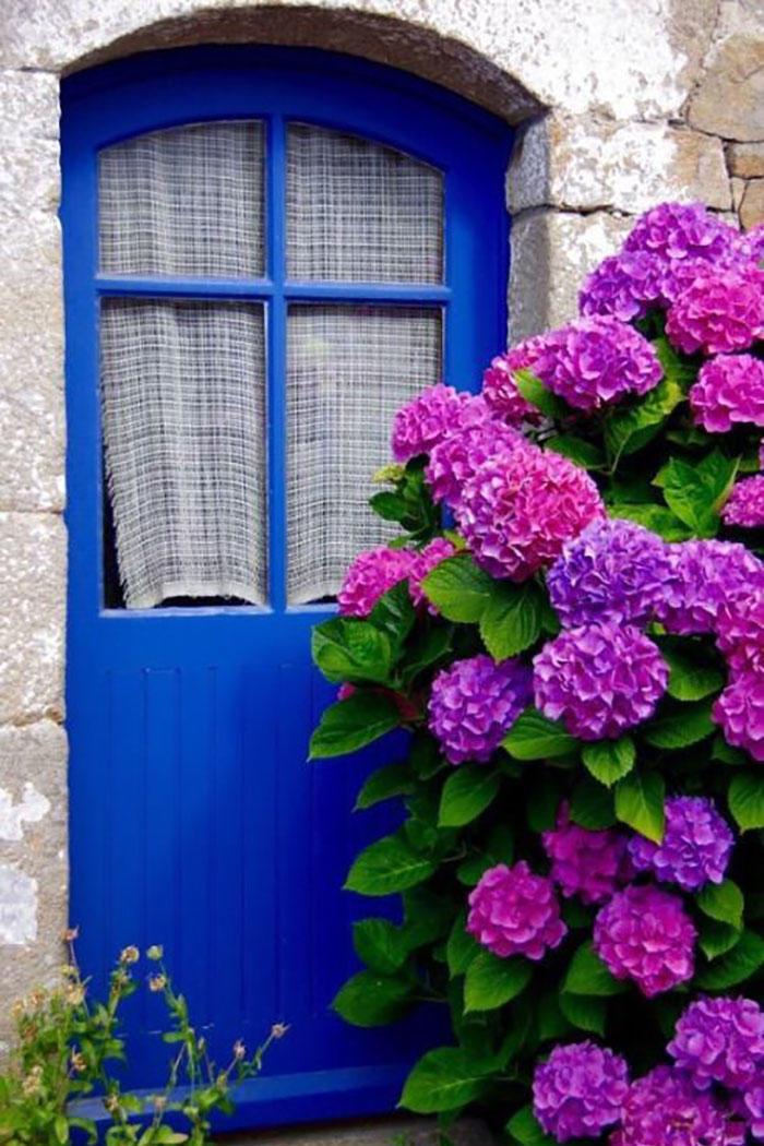 बैंगनी Hydrangeas in Front of Blue Doorway