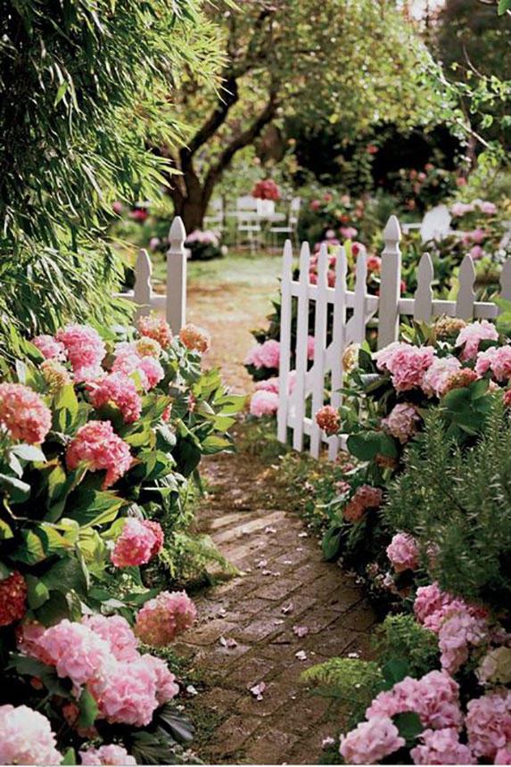 रोशनी Pink Hydrangeas with White Picket Fence
