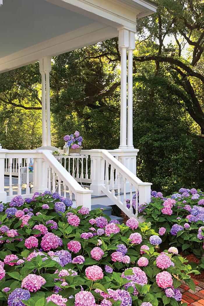 सुंदर Hydrangeas Below White Porch
