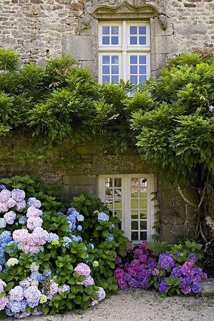 hydrangeas in Front of Stone House
