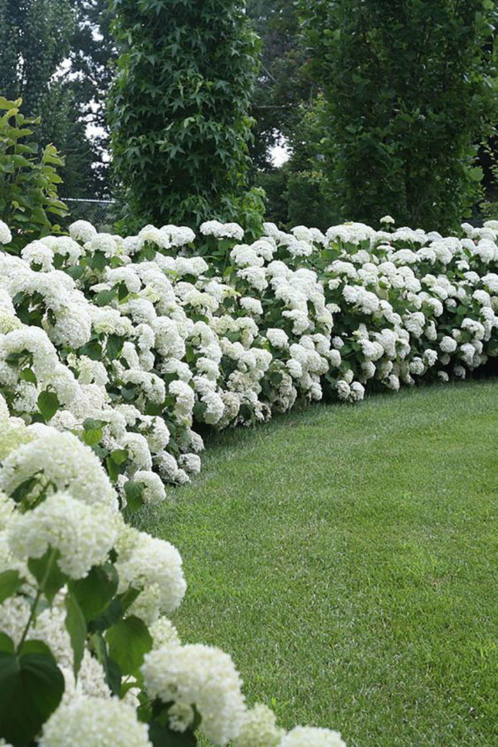 सफेद Hydrangea Hedge