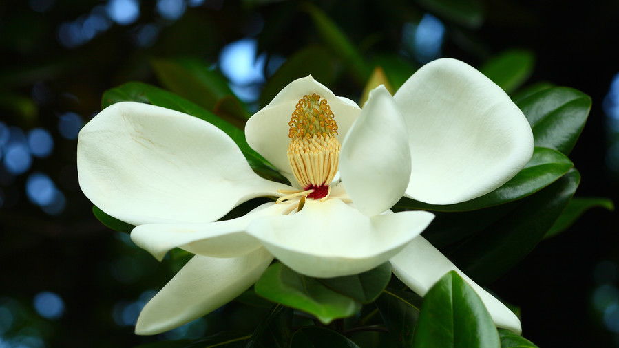 दक्षिण Magnolia (Magnolia grandiflora)