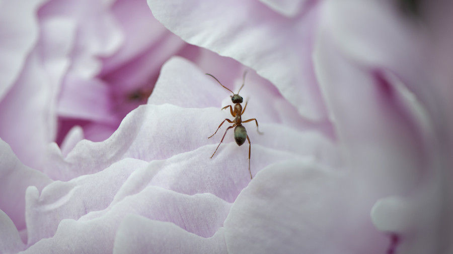 Pioni Facts ants