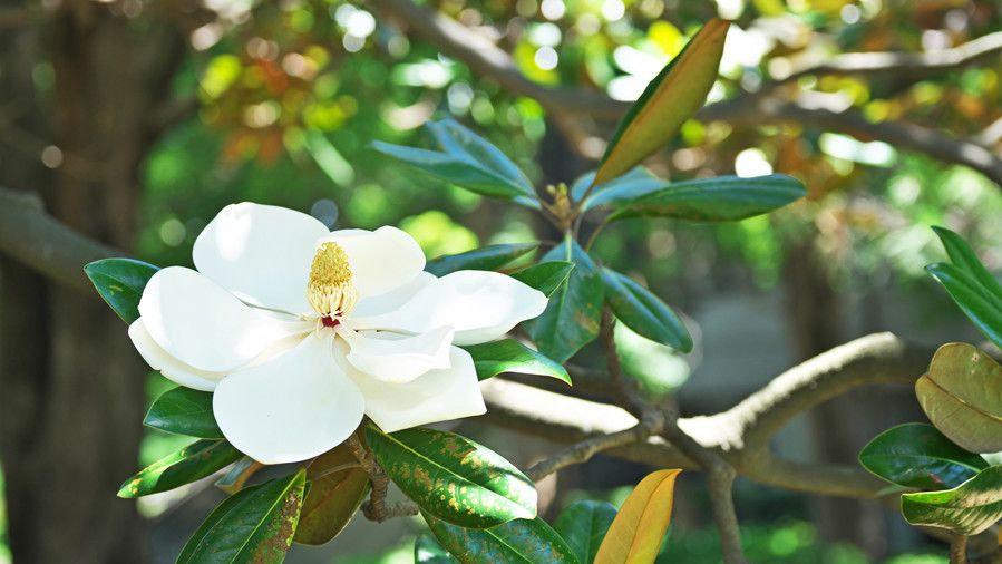 Νότιος Magnolia 