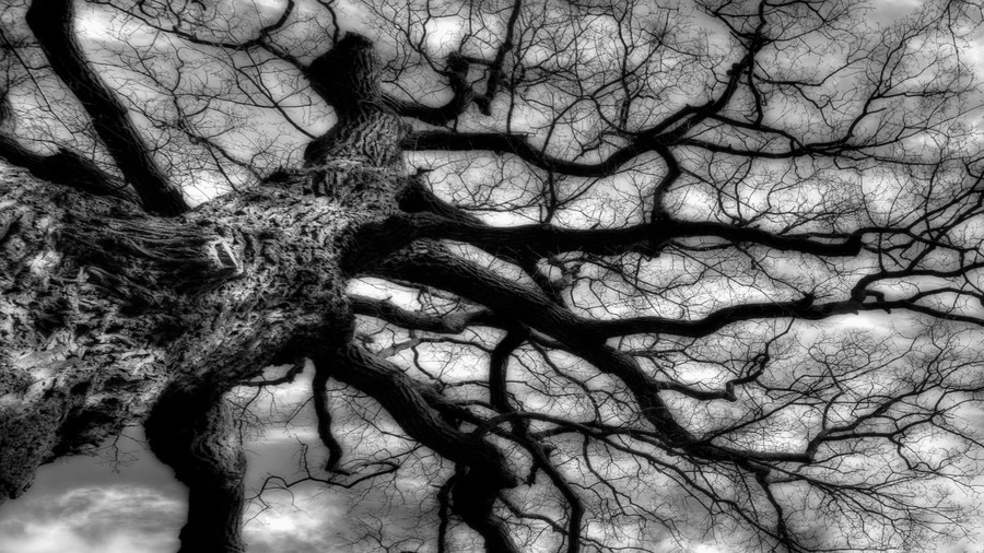 Chêne Tree Branches