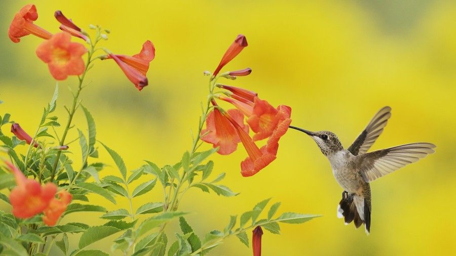 Trumpetti Creeper with Hummingbird