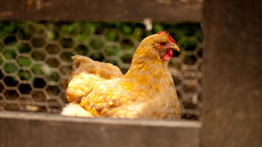škriljac Hill Farm. Puopolo farmhouse. Close-up of chicken walking in chicken coop.