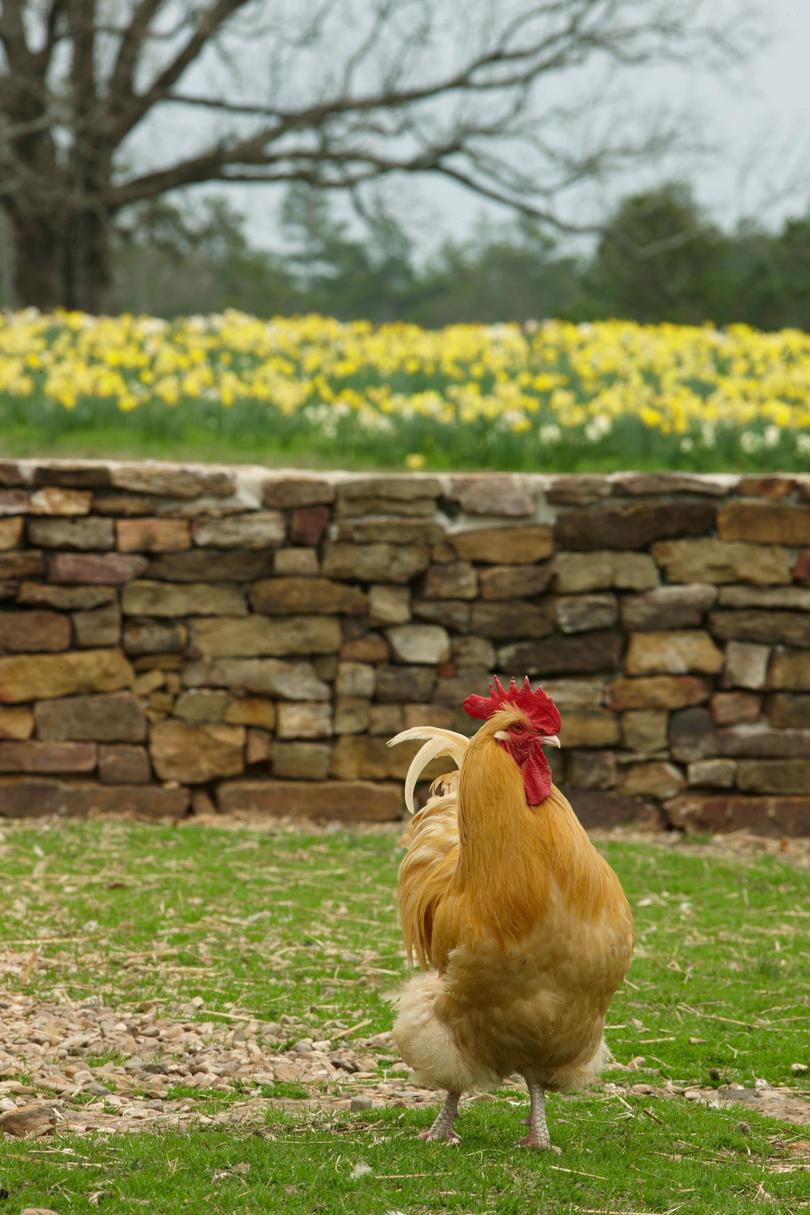 Βρύο Mountain Farm. Close-up of chicken walking on grass in front of rock wall.