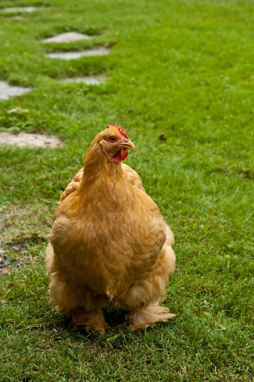 škriljac Hill Farm. Puopolo farmhouse. Close-up of chicken walking on grounds outside of house.