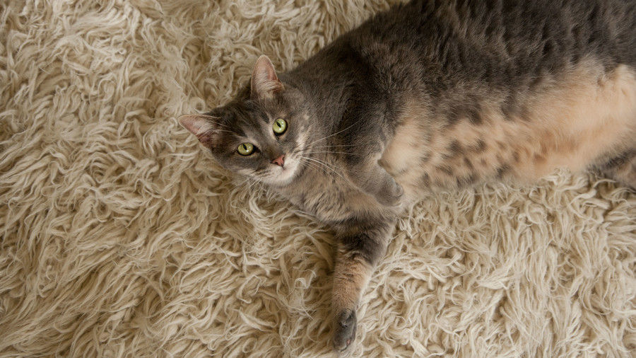 Γκρί Fat Cat on Rug