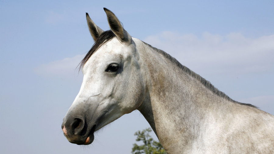 siva horse