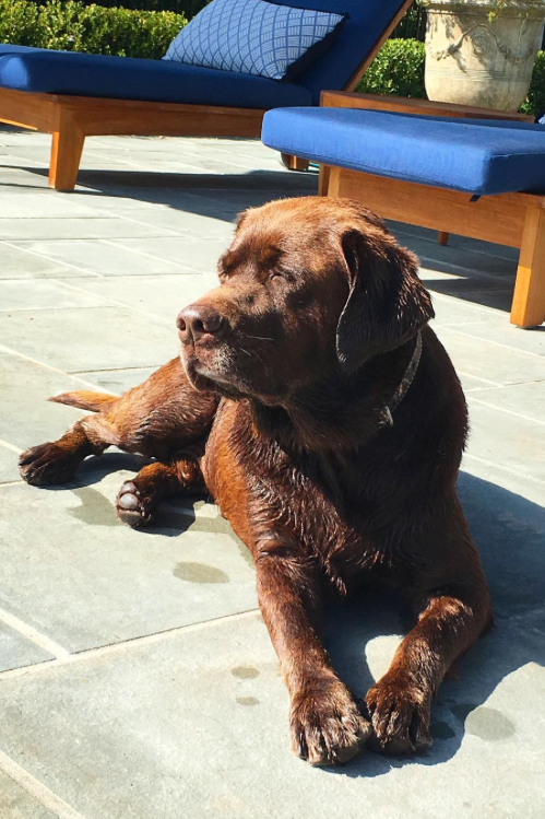 klupko the Dog Sunbathing 