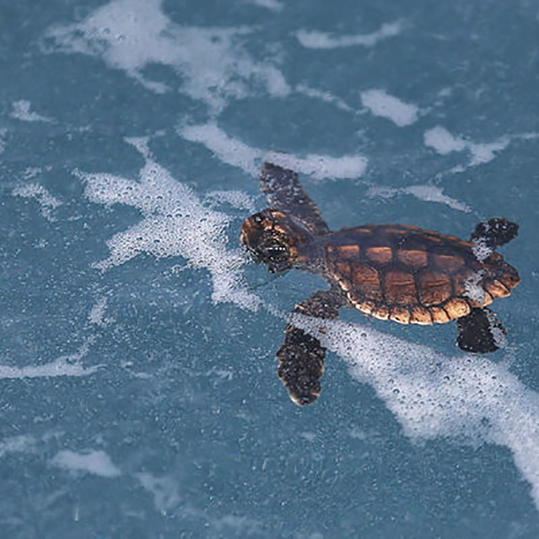 बच्चा Sea Turtle Swimming