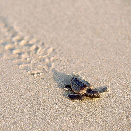 बच्चा Sea Turtle Crawling Through Sand