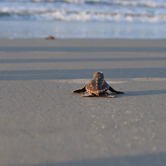 Dijete Sea Turtle Walking on Sand