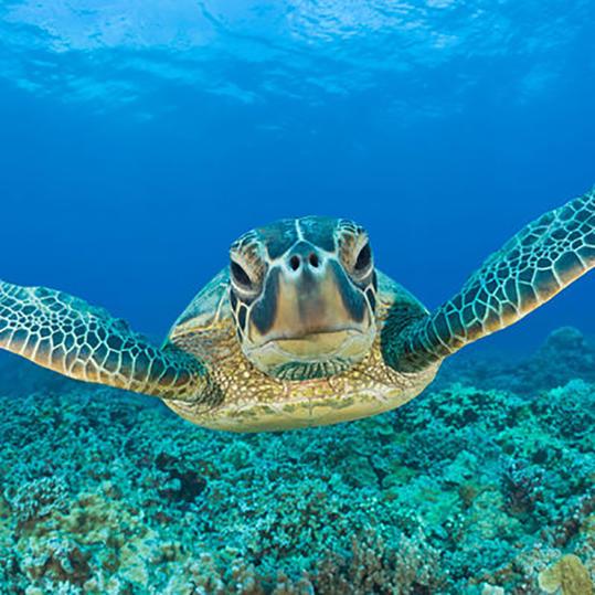 More Turtle Swimming Underwater