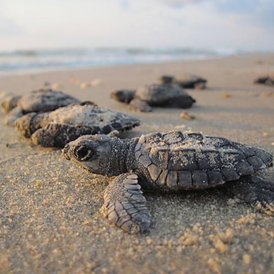 बच्चा Sea Turtle in Sand