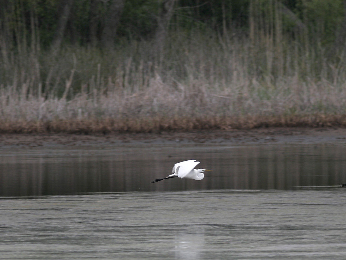 हटिंगटन-समुद्र तट राज्य पार्क-egrets-इन-flight.jpg