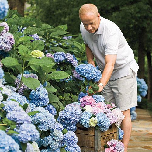 फ्रेंच Hydrangea: Perfect for the South