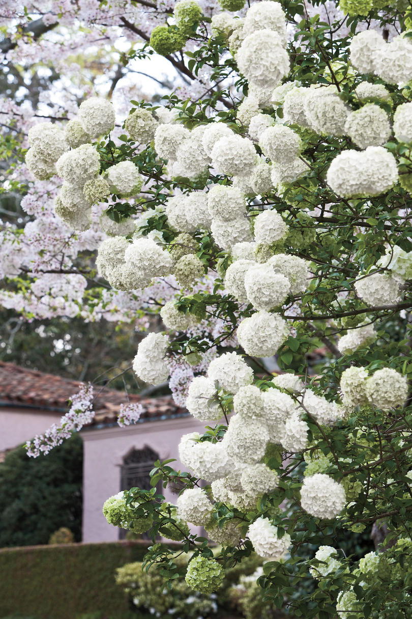 fehér Blossomed Hydrangeas