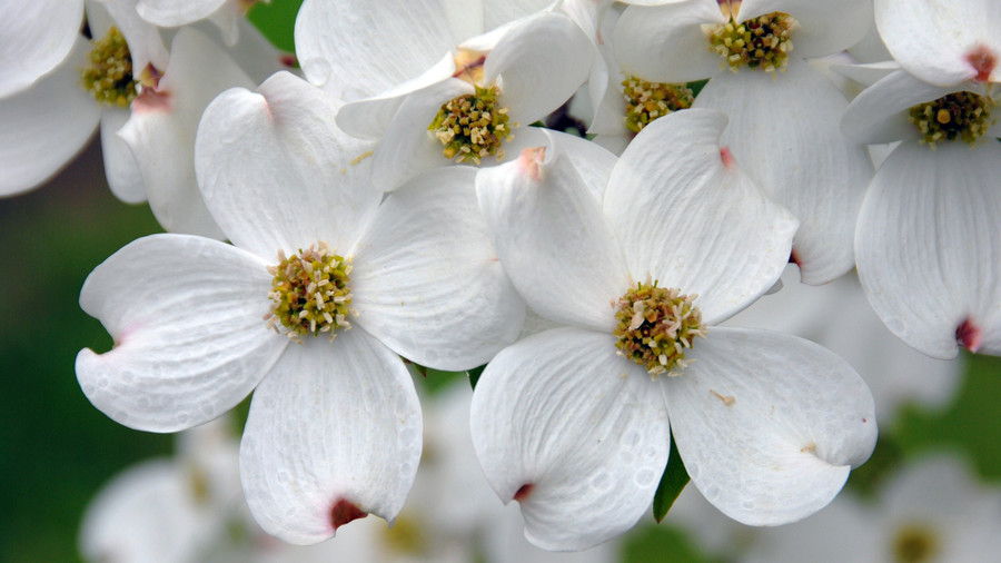 fehér Dogwood Flowers