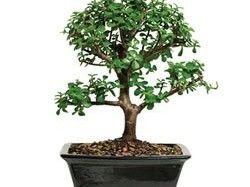 जेड-bonsai.jpg
