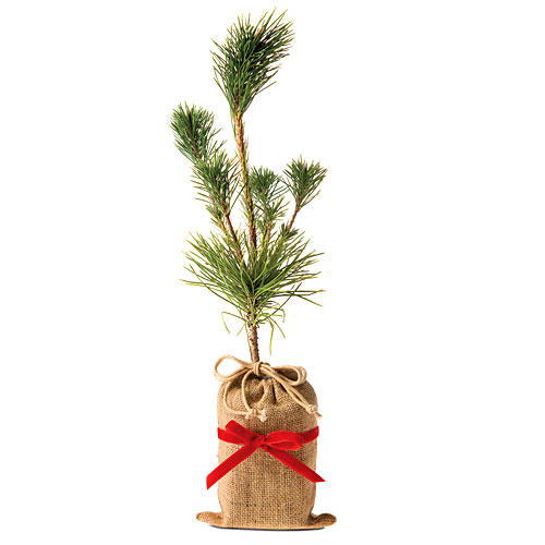 क्रिसमस Gift Ideas: Japanese Black Pine Trees