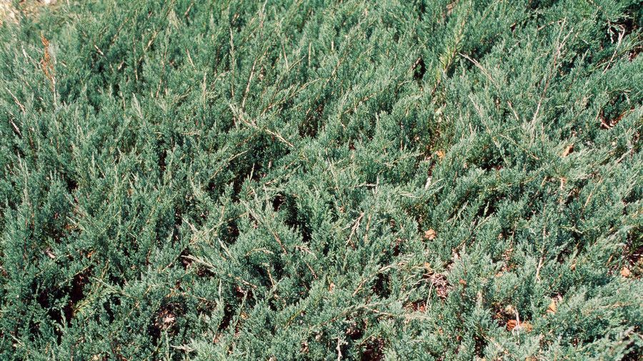 धीरे-धीरे juniper ground cover