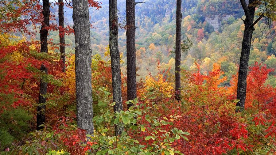 Crvena River Gorge Fall Color