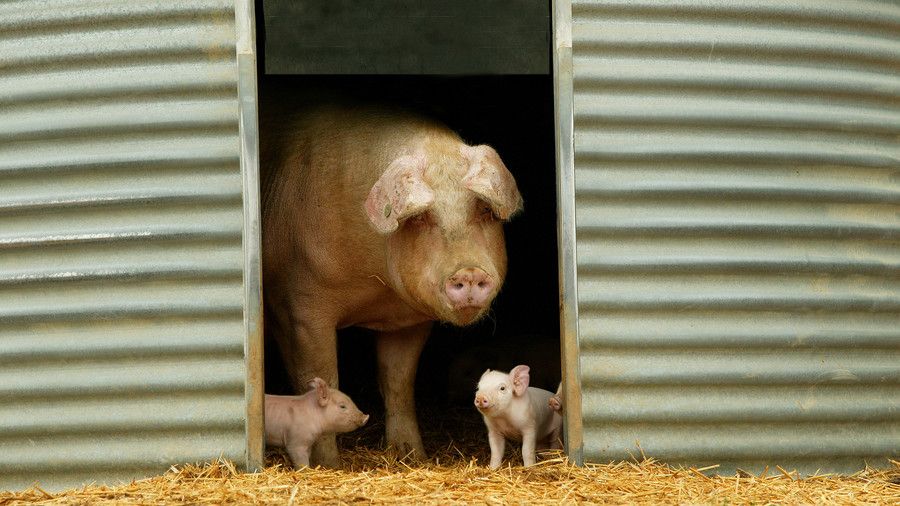मां pig with two piglets