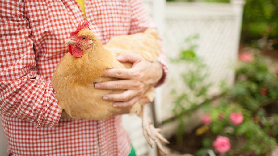 Zatvori, arms of man (Jimmie Henslee) holding chicken while walking in front of chicken coop in garden.