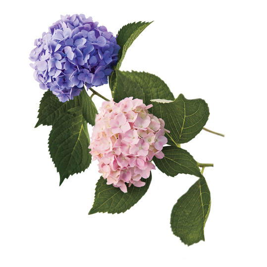 francuski Hydrangea: Repeat Blooming Hydrangeas