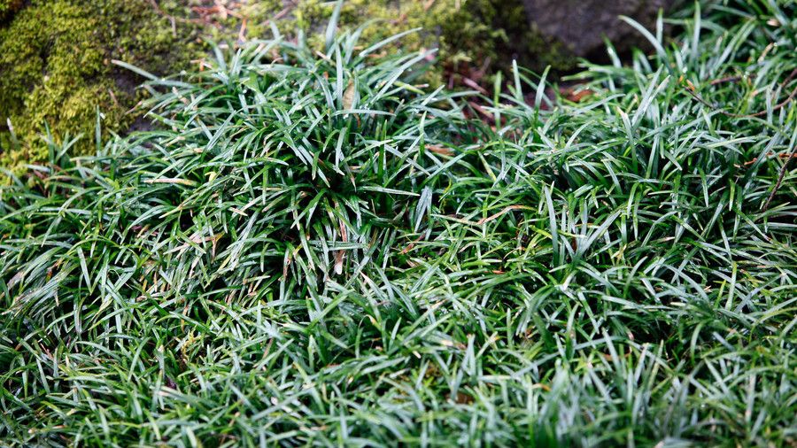 मोंडो grass ground cover