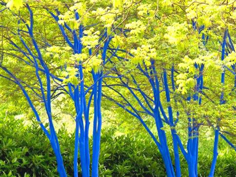 नीला Trees Norcross Ga