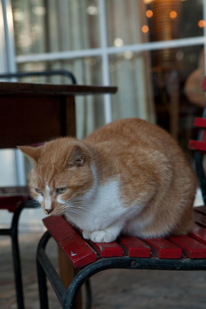 Πορτοκάλι and White Cat in Chair